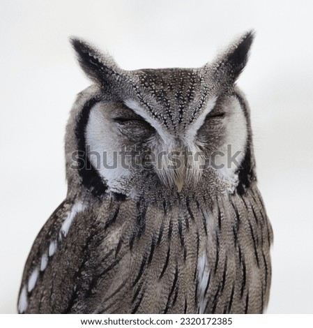 This is a picture of a sleeping owl. The owl sleeping portrait picture.