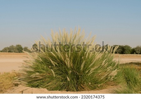 Large bush of Ornamental grass growing at the Al Marmoom Desert Conservation Reserve at Al Qudra in Dubai, United Arab Emirates. Royalty-Free Stock Photo #2320174375