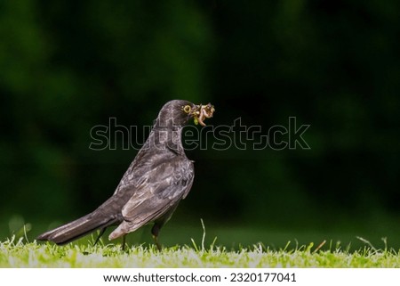 a blackbird, turdus merula, with worms in your beak on the green lawn at a sunny summer day