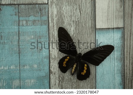 The black butterfly in the photo above the wood texture