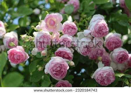 Beautiful pink english climbing roses with a romantic look in the summer perennial garden beside the cottage. Royalty-Free Stock Photo #2320184743