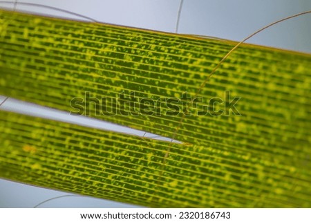 Close up of the tip of a palm leaf as a natural relaxing backdrop to admire. The concept that a green natural palm leaf can help to relax when looking at it and compiling and planning a vacation.