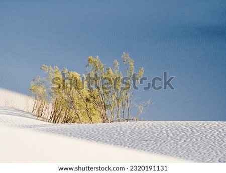 Bush and blue shadows - Stovepipe Wells Dunes Royalty-Free Stock Photo #2320191131