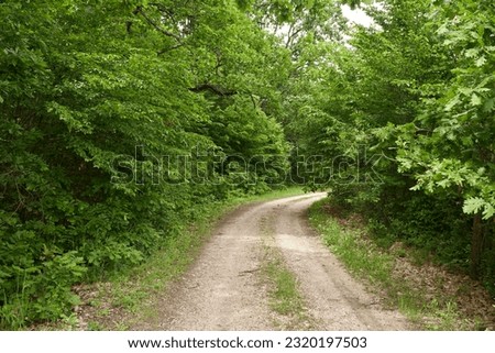 Dirt road through the forest in the countryside Royalty-Free Stock Photo #2320197503
