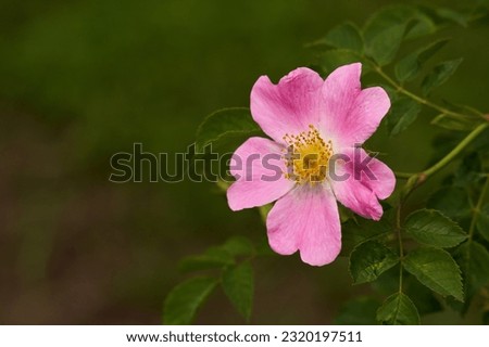 Closeup of a pink briar flower in a bush in the wilderness