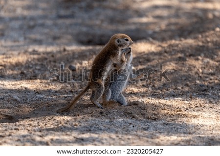 Juvenile round-tailed ground squirrels, Xerospermophilus tereticaudus, playing, fighting and roughhousing in the Sonoran Desert. Pima County, Tucson, Arizona, USA.