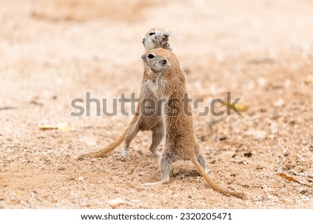 Juvenile round-tailed ground squirrels, Xerospermophilus tereticaudus, playing, fighting and roughhousing in the Sonoran Desert. Pima County, Tucson, Arizona, USA.