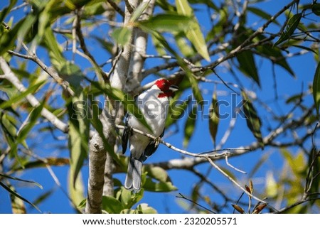 Galo de campina bird, Picture of a beautiful Red-cowled Cardinal bird! (Paroaria dominicana)