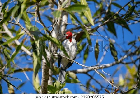 Galo de campina bird, Picture of a beautiful Red-cowled Cardinal bird! (Paroaria dominicana)