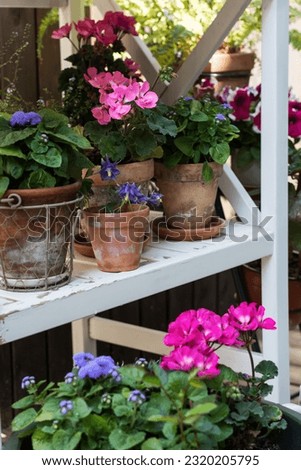Colorful flowers in pots and containers on white wooden rack outdoors, vivid color potted flowers in home garden, close up bright color flowers in pots 