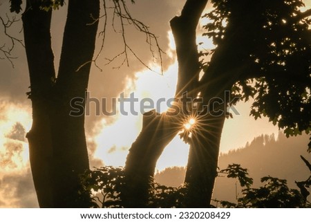 sunbeams at the sunset and the silhouette of a maple tree in the foreground