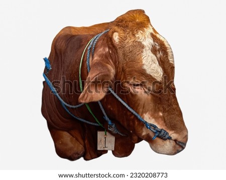 brown cow sitting on white background. selective focus 