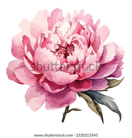 Watercolor illustration of a peony. Botanical flower on an isolated white background for your design, vector peony, pink peony
