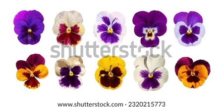 Purple Violet Pansies Isolated, Tricolor Viola Close up, Viola Flowers Set, Heartsease Collection, Johnny Jump up or Three Faces in a Hood Flower on White Background, Clipping Path