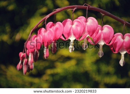 Beautiful spring flower in the shape of heart