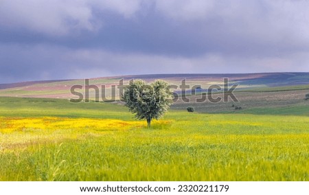 A young olive tree in the shape of a heart - Agriculture field with young olive grove between meadow of poppies and yellow wild flowers