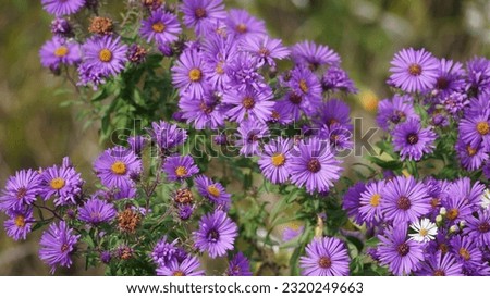 Symphyotrichum novae-angliae  is a species of flowering plant in the aster family (Asteraceae), commonly known as New England aster, hairy Michaelmas-daisy, or Michaelmas daisy Royalty-Free Stock Photo #2320249663