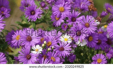 Symphyotrichum novae-angliae  is a species of flowering plant in the aster family (Asteraceae), commonly known as New England aster, hairy Michaelmas-daisy, or Michaelmas daisy Royalty-Free Stock Photo #2320249825