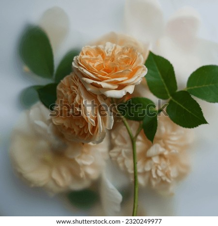 Beige rose on blurred beautiful background, top view. Background for message or text, cover