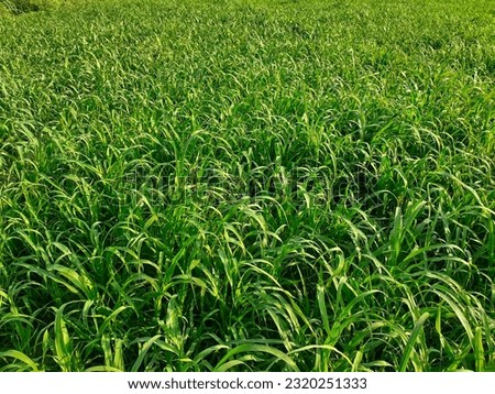 Close up pearl millet crop field in sun. 