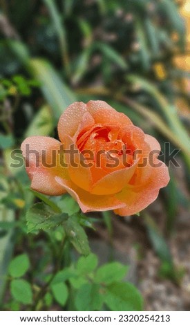 This is the beautiful portrait flower rose picture