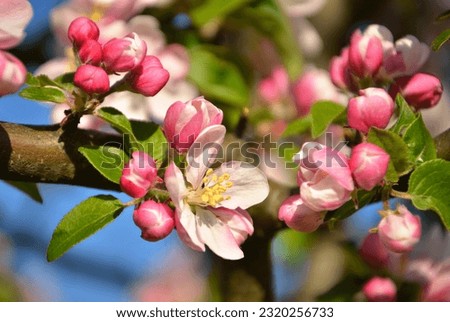 Blossoms in the day light
Apple tree