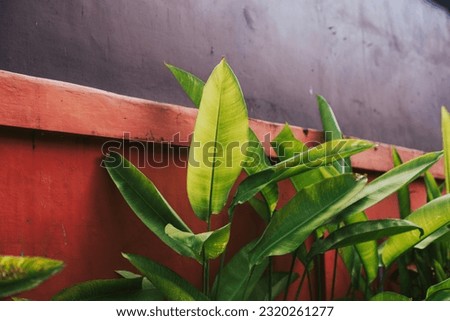 Large green leaves on the background of a gray burgundy concrete wall