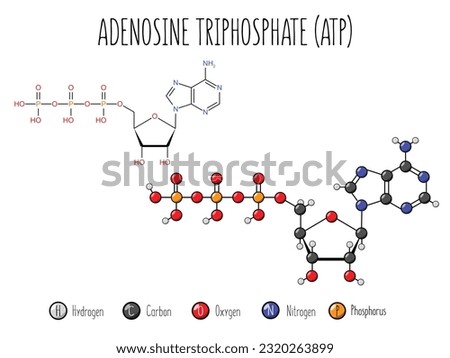 Adenosine triphosphate, ATP, molecular structure Royalty-Free Stock Photo #2320263899
