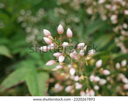 A blurry picture of small white flowers