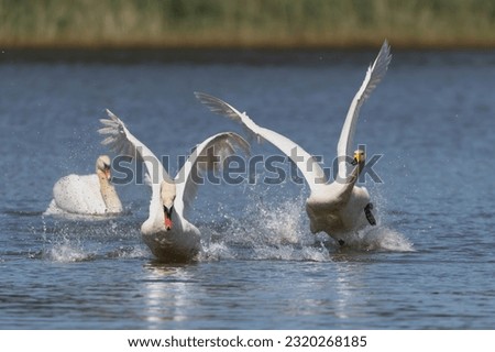 Whooper swan also known as the common swan - Cygnus cygnus fighting on blue lake with mute swan - Cygnus olor. Photo from Milicz Ponds in Poland.