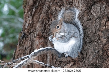 A grey squirrel eating an acorn whilst perched in a tree on a snowy winter’s day.