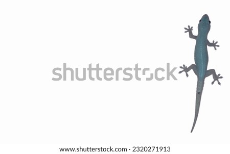 Lizard With White Background Picture. Lizard Isolated White Background Picture.