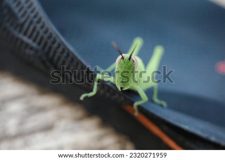 the grasshopper perched on his sandals