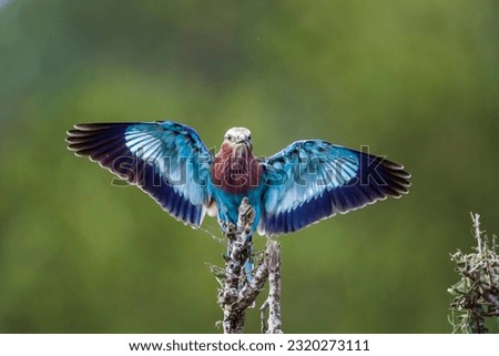 Lilac breasted roller landing on a branch spread wings in Kruger National park, South Africa ; Specie Coracias caudatus family of Coraciidae Royalty-Free Stock Photo #2320273111