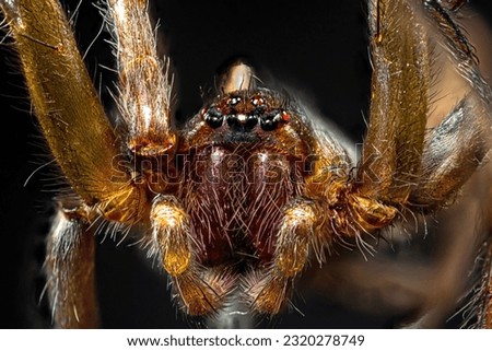 spider frame photography, closeup to the head of a spider, detail of eyes, hair, and legs, brown spider, extreme macro Royalty-Free Stock Photo #2320278749