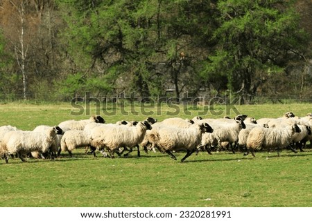 Running flock of sheep. On the green meadow with trees in the background.