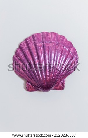 Huge purple ocean shell in purple color.