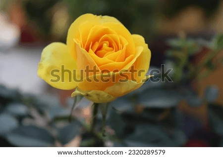 a nice yellow rose picture in a portrait