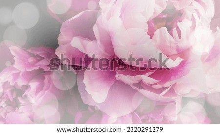 Abstract pink rose petals background