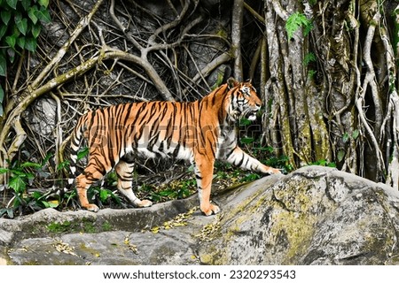 Picture of a tiger taken in a zoo in Thailand.