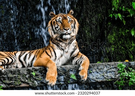 Picture of a tiger taken in a zoo in Thailand.