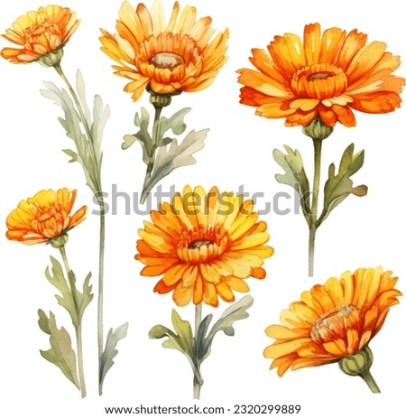 Calendula Watercolor illustration. Hand drawn underwater element design. Artistic vector marine design element. Illustration for greeting cards, printing and other design projects. Royalty-Free Stock Photo #2320299889