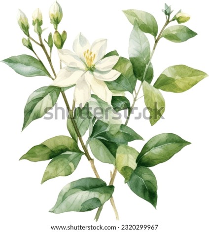 Asiatic Jasmine Watercolor illustration. Hand drawn underwater element design. Artistic vector marine design element. Illustration for greeting cards, printing and other design projects. Royalty-Free Stock Photo #2320299967