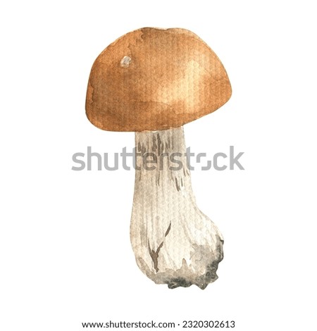 Watercolor mushrooms clipart. Fall illustrations. Autumn harvest clip art.
