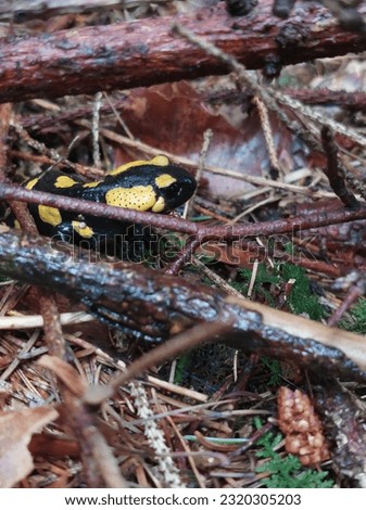 fire salamander lurking between branches and leaves in the forest