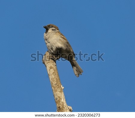 Sleeping sparrow on a lonely tree