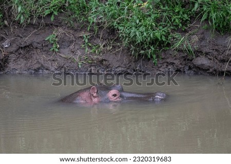 Africa - Hippopotamus in pond in Kenya national park