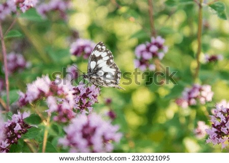 White and black butterfly sitting on blooming flowers