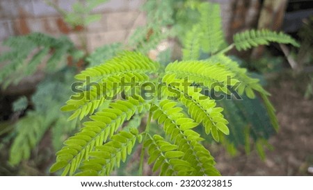 a picture of green leaves of a wild plant in the early morning, indonesia 2023