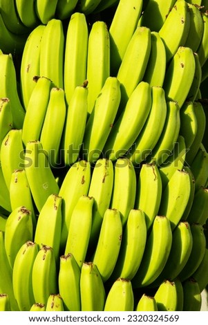 close up detail image of A bunch of unripe bananas grown on a tree